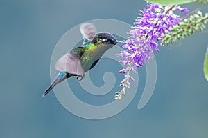 Green Violet-ear Colibri thalassinus hummingbird in flight isolated