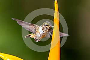 Green Violet-ear Colibri thalassinus hummingbird in flight isolated