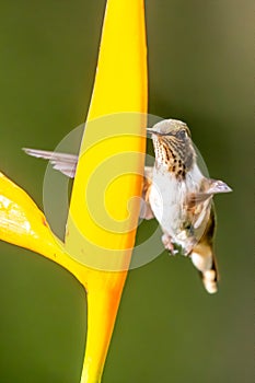 Green Violet-ear Colibri thalassinus hummingbird in flight isolated