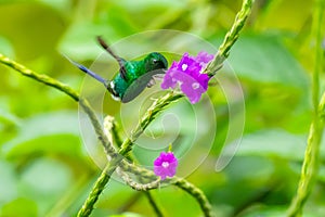 Green Violet-ear Colibri thalassinus hummingbird in flight isolated