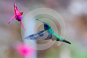 Green Violet-ear Colibri thalassinus hummingbird in flight isolated on a green