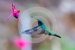 Green Violet-ear Colibri thalassinus hummingbird in flight isolated on a green