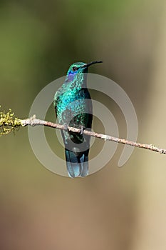 Green Violet-ear Colibri thalassinus hummingbird in flight isolated on a green