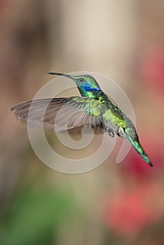 Green Violet-ear Colibri thalassinus hummingbird in flight isolated on a green