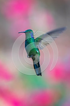 Green Violet-ear Colibri thalassinus hummingbird in flight isolated on a green