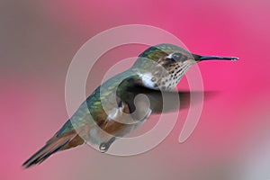 Green Violet-ear Colibri thalassinus hummingbird in flight isolated on a green