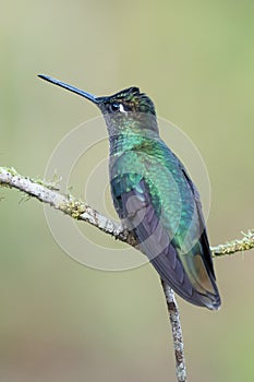 Green Violet-ear Colibri thalassinus hummingbird in flight isolated on a green