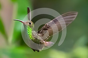 Green Violet-ear Colibri thalassinus hummingbird in flight isolated on a green