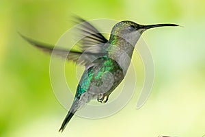 Green Violet-ear Colibri thalassinus hummingbird in flight isolated on a green