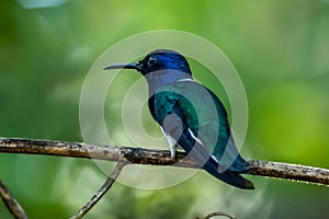 Green Violet-ear Colibri thalassinus hummingbird in flight isolated on a green