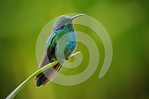 Green Violet-ear, Colibri thalassinus, Hummingbird with green leave in natural habitat, Panama