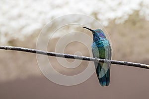 Green Violet-Ear Humming Bird (Colibri thalassinus)