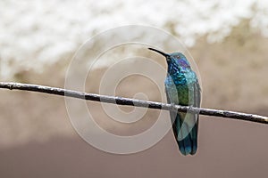 Green Violet-Ear Humming Bird (Colibri thalassinus) photo