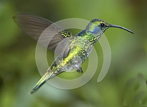 Green violet-ear hummingbird