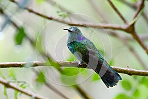Green Violet-Ear Hummingbird Colibri thalassinus