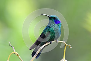 Green Violet-Ear Hummingbird Colibri thalassinus