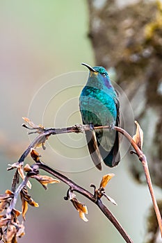 Green Violet-ear hummingbird Colibri thalassinus in flight isolated on a green background