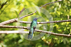 Green violet-ear hummingbird (Colibri thalassinus), Rogitama Biodiversidad, Colombia photo