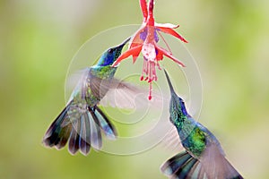 Green Violet-ear Hummingbirds  841573