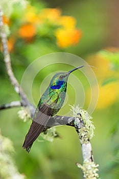 Green violet-ear sitting on branch, hummingbird from tropical forest,Ecuador,bird perching,tiny bird resting in rainforest,clear c