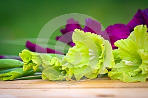 Green and violet gladioli flowers photo
