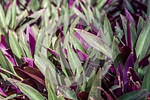 Green and violet texture of tradescantia spathacea leaves we see in the photo