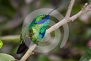 Green violetear, Colibri thalassinus