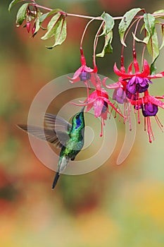 Green violetear, Colibri thalassinus, hovering next to red flower in garden, bird from mountain tropical forest, Costa Ri