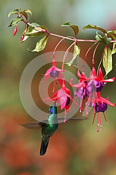 Green violetear, Colibri thalassinus, hovering next to red flower in garden, bird from mountain tropical forest, Costa Ri