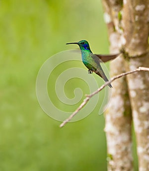 Green Violetear in flight