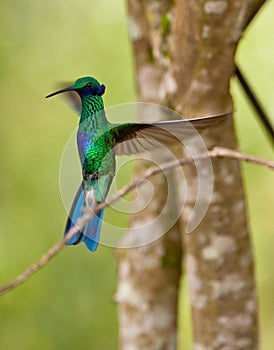 Green Violetear in flight