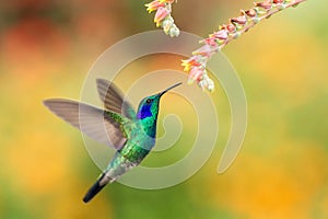 Green violetear hovering next to red flower, bird in flight, mountain tropical forest, Costa Rica photo