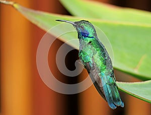 Green Violetear, hummingbird, Colibri thalassinus