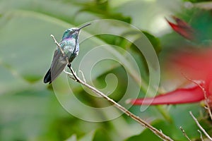Green Violetear Hummingbird Costa Rica