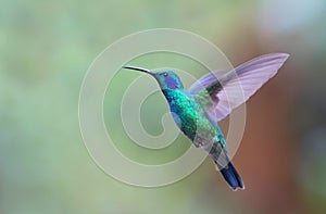 Green Violetear Hummingbird in-flight photo