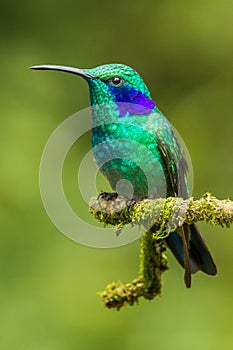 Green Violetear