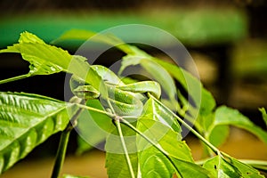 A green viper hidden in the tree leaves.