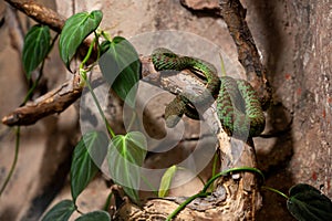 Green viper (Trimeresurus vittatus) on a branch photo