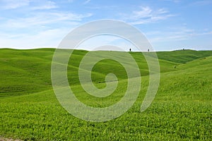 Green virgin fields in Tuscany