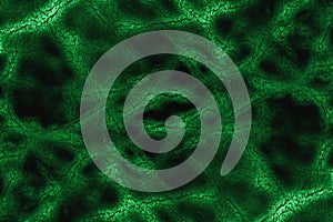 Green virus background