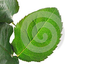 Green vivid leaf details on white