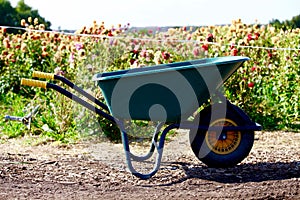 Green wagon in front of a field of wild dahlia flowers