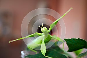 A green walking leaf threatens with raised front legs