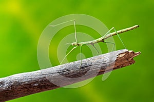 Green walking stick, stick bug, phobaeticus serratipes standing on tree branch. Animal, nature photo