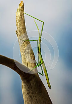 Green walking stick, stick bug, phobaeticus serratipes standing on tree branch. Animal, nature photo