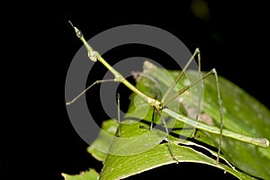 Green Walkingstick - Ecuador