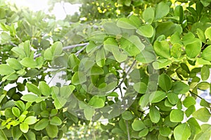 Green wall background,plant background wall