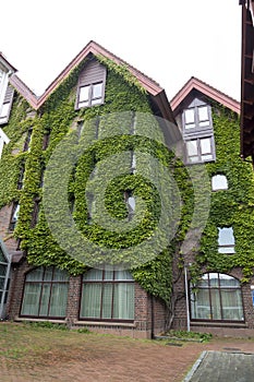 Green wall in a building