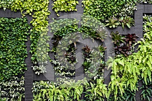 Green wall, eco friendly vertical garden