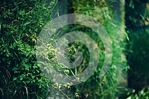 Green wall. Eco friendly vertical garden concept. Nature, summer, spring and garden concept. Banner with copy space